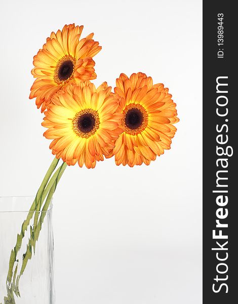 Three gerbera stand in a glass square vase