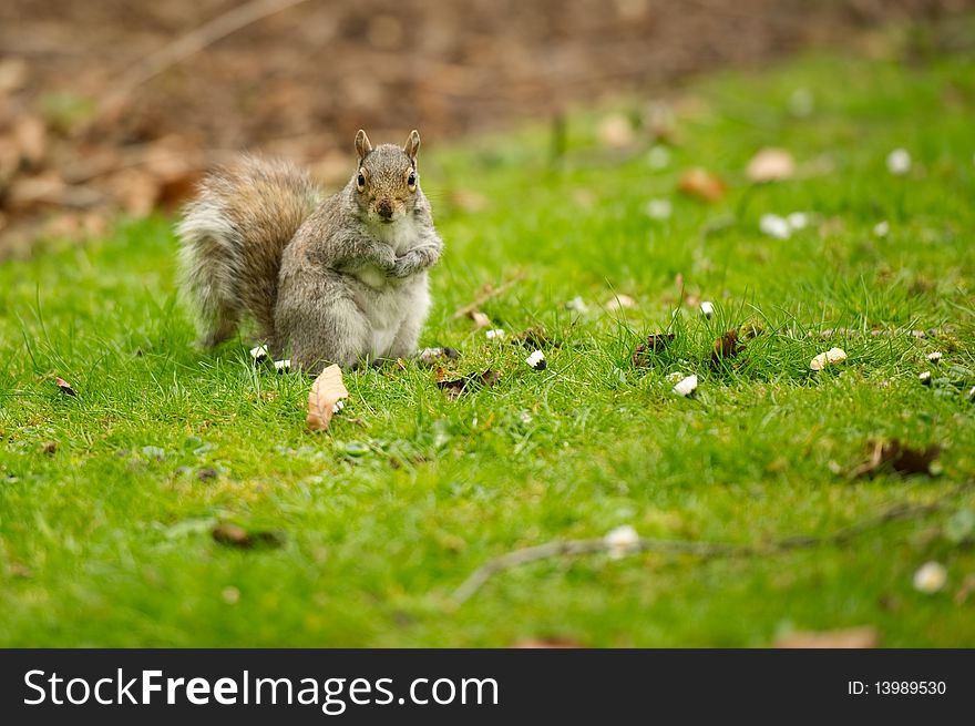 Squirrel on grass with leafs and copy space.