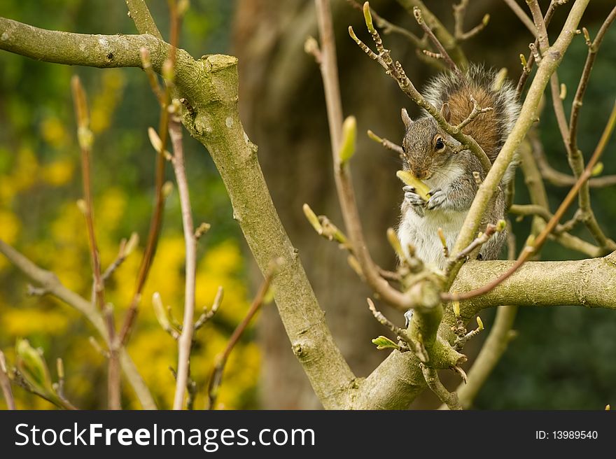 Squirrel in tree eating new spring buds from the trees.