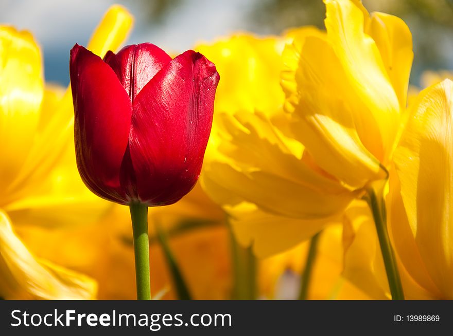 Red and Yellow flowering tulips growing in spring and surrounded by yellow flowers. Red and Yellow flowering tulips growing in spring and surrounded by yellow flowers.