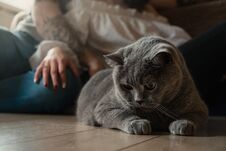 Close-up Portrait Of British Cat Lying On Floor, Man And Woman In Background Royalty Free Stock Photo