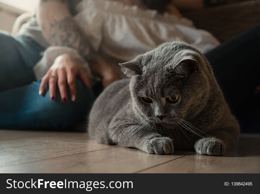 Close-up portrait of British cat lying on floor, man and woman in background