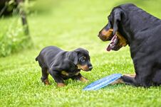 Puppy Is Playing With His Mother. He Is A Black And Brown Doberman Stock Image