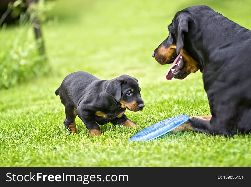 Puppy is playing with his mother. He is a black and brown doberman and he is on the garden or park. Background is green grass