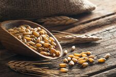 Wheat Grains In Wooden Scoop Or Shovel Stock Image