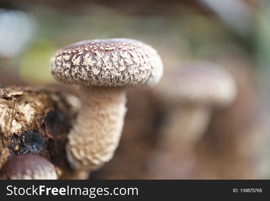 Close-up Of Shiitake Mushroom On Sawdust Cultivation Bed