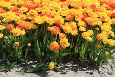 Yellow And Orange Parrot Tulips On A Field Stock Photos