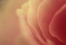 Abstract Pink Rose Stock Photography