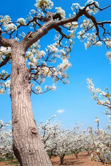 Spring Pear Orchard Royalty Free Stock Photos