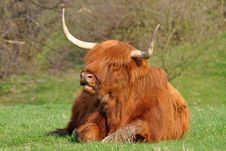 Cow Of Highland Cattle Stock Image