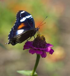 Butterfly Hypolimnas Bolina Common Eggfly Female Stock Images Butterfly Hypolimnas Bolina Common Eggfly Female Stock Images
