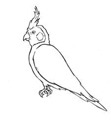 Cockatiel Royalty Free Stock Photos Cockatiel Royalty Free Stock Photos
