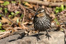 Red-winged Blackbird Female Royalty Free Stock Images Red-winged Blackbird Female Royalty Free Stock Images
