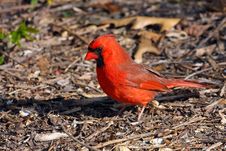 Cardinal Male Stock Photography