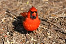 Cardinal Male Stock Image