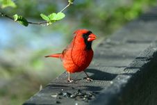 Cardinal Male Stock Photos
