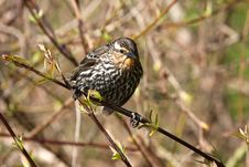 Red-winged Blackbird Female Royalty Free Stock Photo Red-winged Blackbird Female Royalty Free Stock Photo