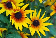 Yellow Flowers Stock Photo Yellow Flowers Stock Photo