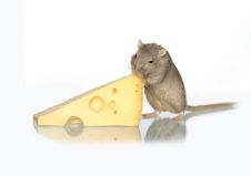 Mouse And Cheese Stock Images