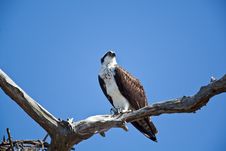 Osprey Stock Images Osprey Stock Images