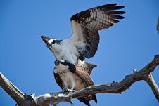 Osprey Royalty Free Stock Photos Osprey Royalty Free Stock Photos