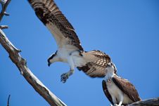 Osprey Royalty Free Stock Photo Osprey Royalty Free Stock Photo