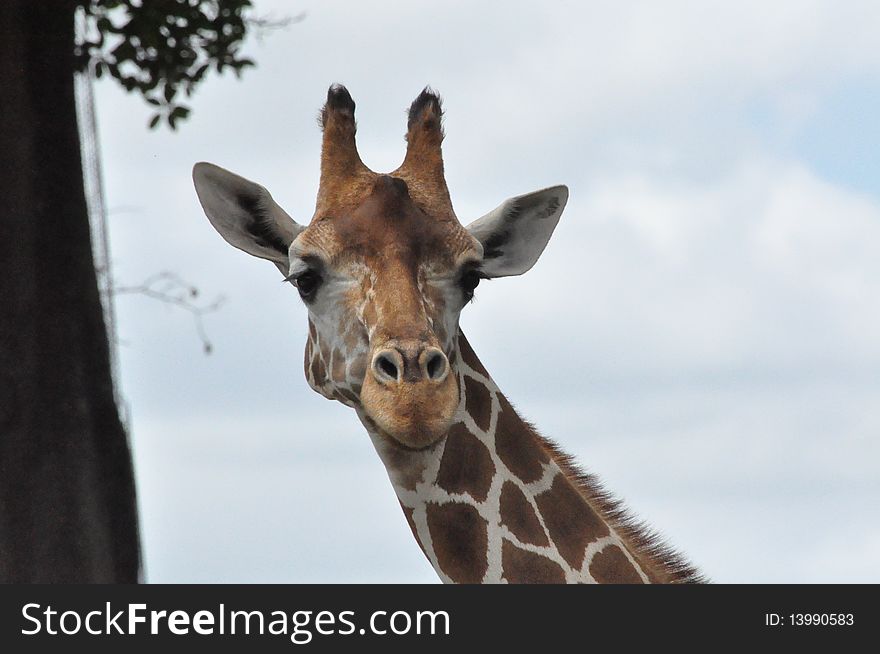 A giraffe looking for food