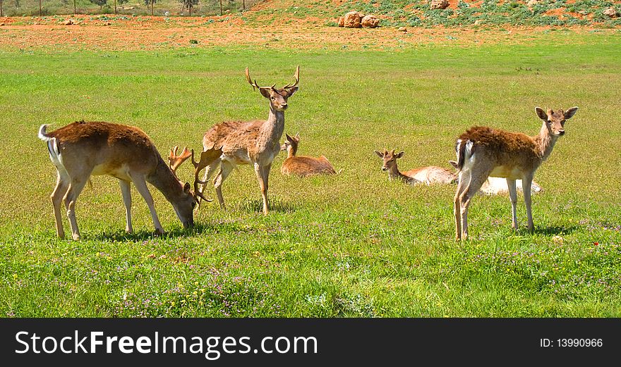 Deer grazing on a field of fresh green grass