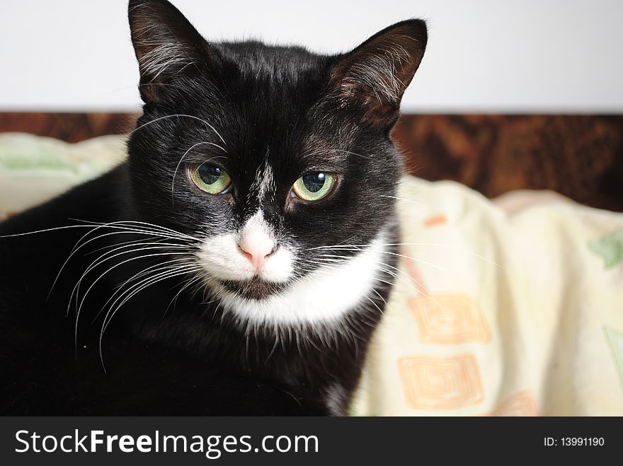 Portrait of a tired black and white cat