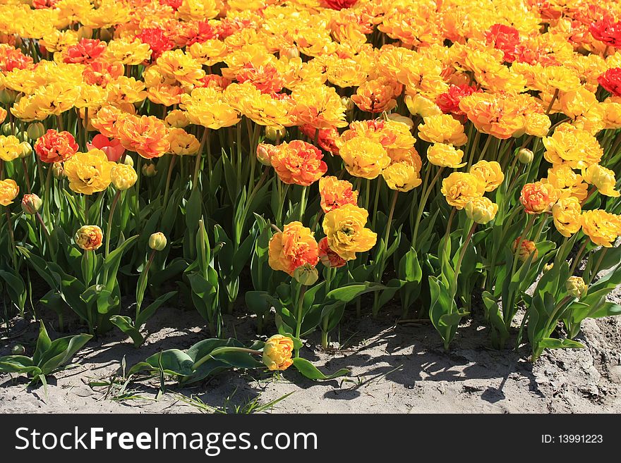 Yellow and orange parrot tulips on a field