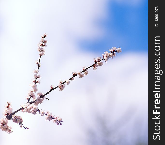 The branch of tree covered with spring blossoms against blue sky. No sharpening has been applied.