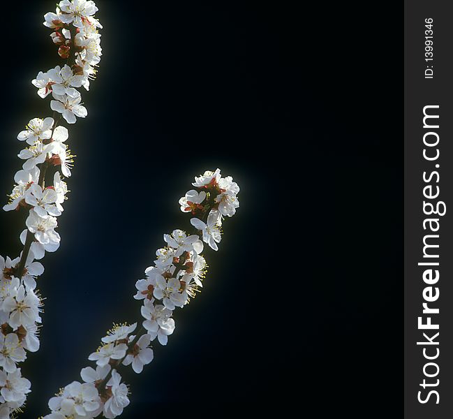 The branch of tree covered with spring blossoms against black backgrounds. No sharpening has been applied. The branch of tree covered with spring blossoms against black backgrounds. No sharpening has been applied.