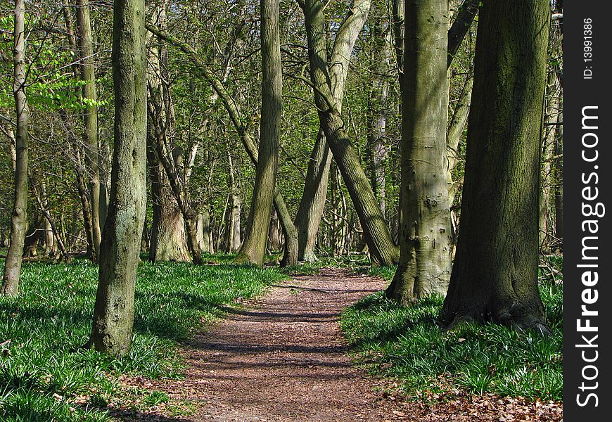 View on the old forest with the path on the middle. View on the old forest with the path on the middle