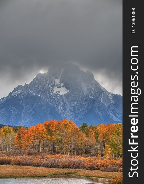 Yellow leaves of aspen trees, Mt. Moran, Snake River. Yellow leaves of aspen trees, Mt. Moran, Snake River