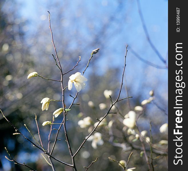 White magnolia in bloom against blue sky.