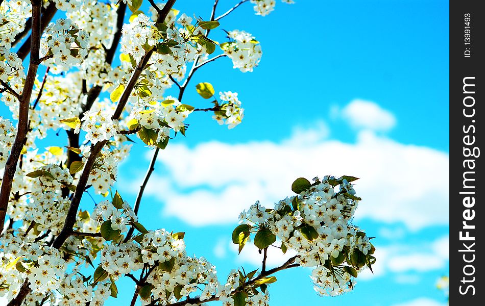 Blooming Flowers, Bright Sky