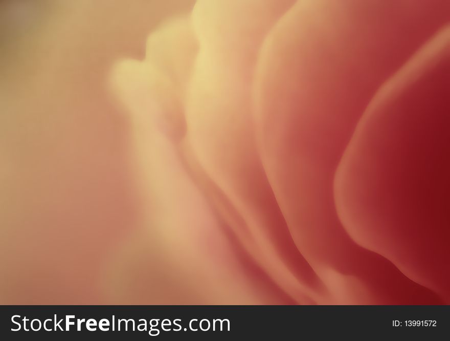 Petals of a pink rose, blurred to an abstract design. Petals of a pink rose, blurred to an abstract design