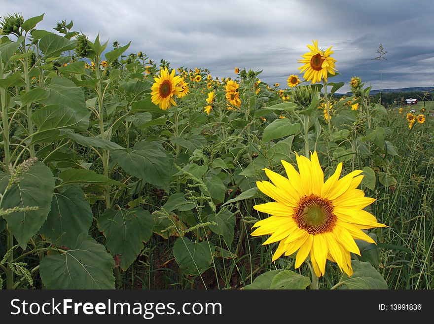 Sunflowers Before The Storm