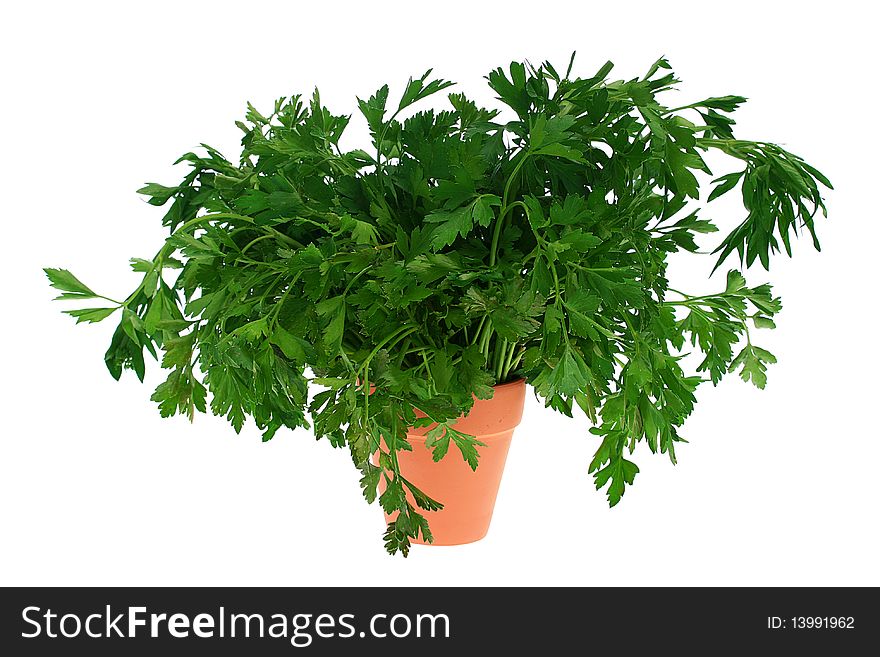 Parsley branches in a ceramic pot for sprouts on a white background.
