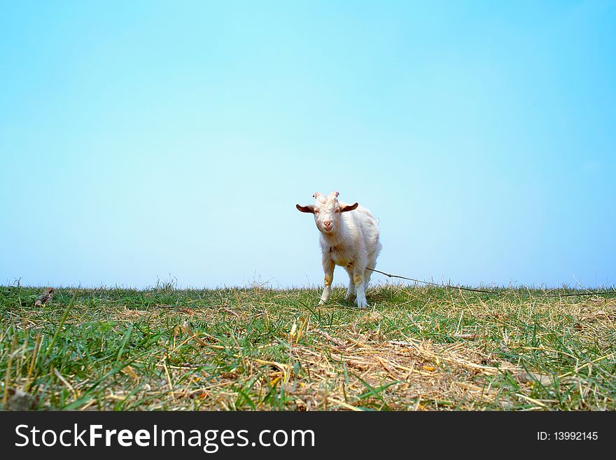 Goat on meadow in spring