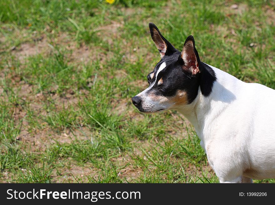 A Rat Terrier Dog looking for something to get into.