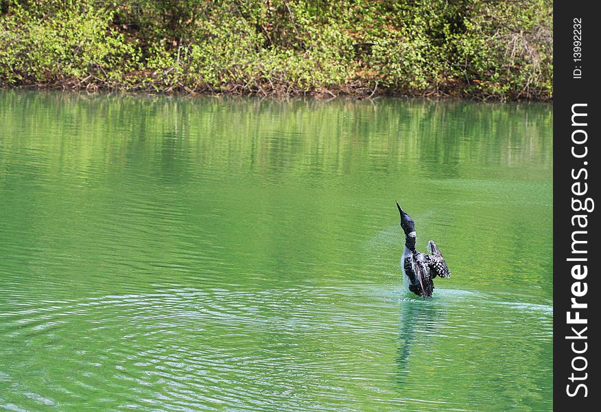 Loon Bird Posing