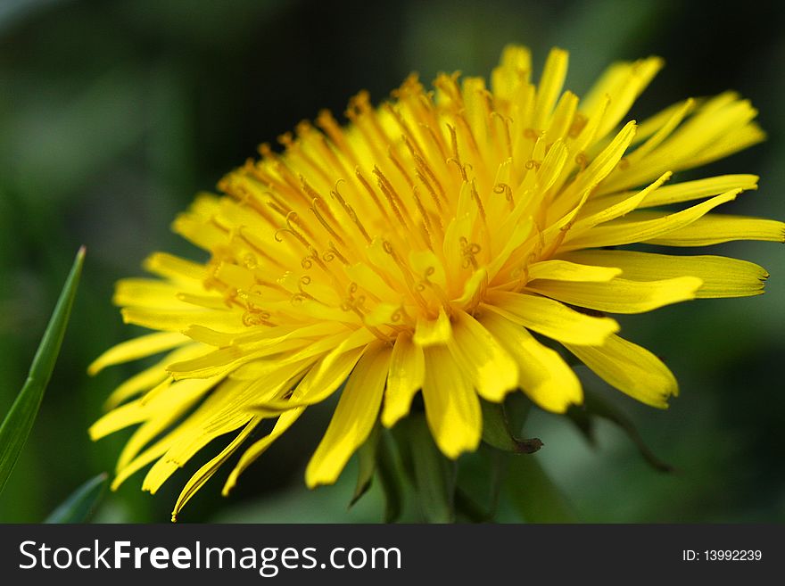 A Dandelion Flower Close-up. A Dandelion Flower Close-up