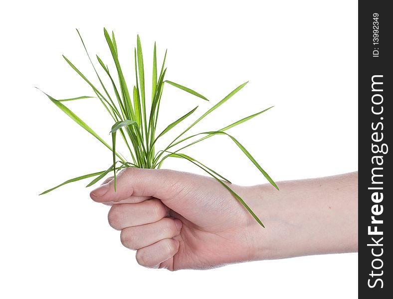 Hand with grass bouquet isolated on white background. Hand with grass bouquet isolated on white background