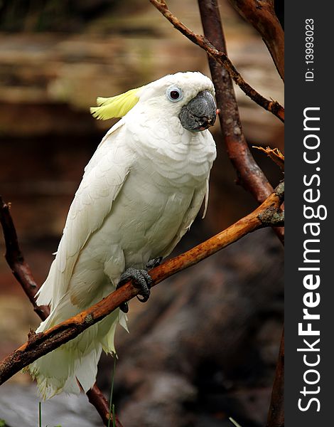 White large tropical parrot sit on a branch