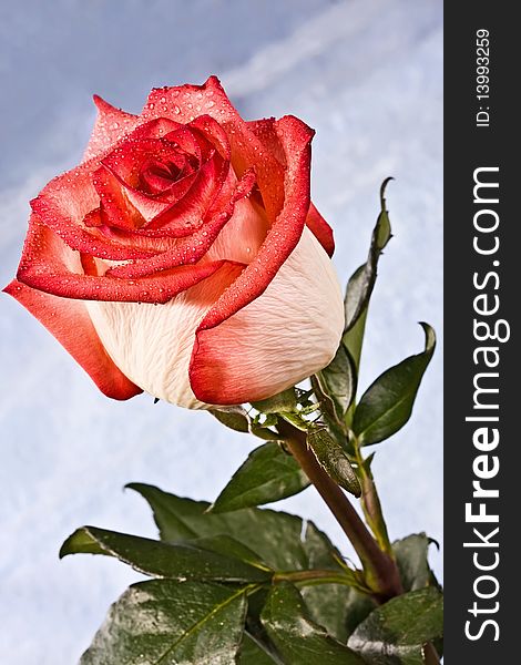 Bud, flower, bright rose on a blue background