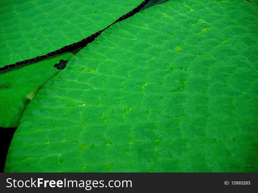 Victoria amazonica (Amazon Waterlily), in the Adelaide Botanic Gardens, Australia.