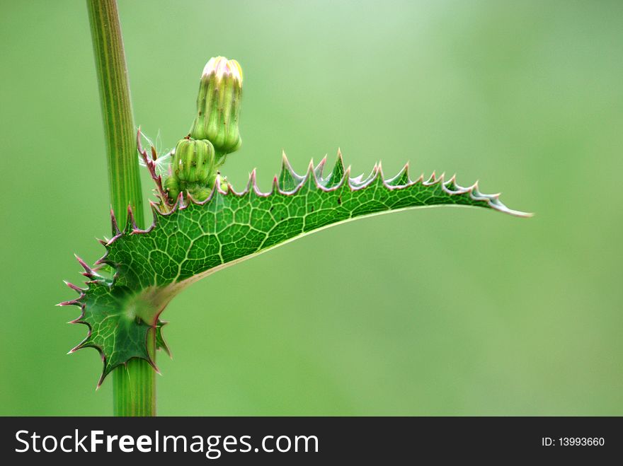 A leaf with sharp edge, taken in spring