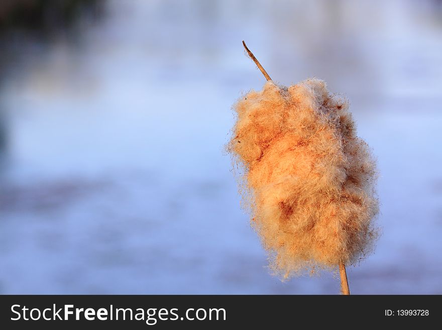 Reed cigar in the open field. At the start of spring they pop open and releasing their seeds.