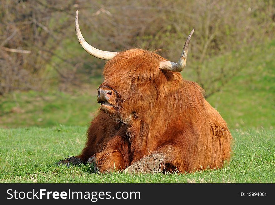 Cow of highland cattle